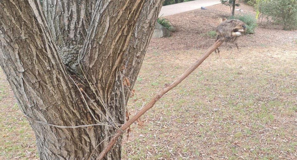 A wallaby hear impaled on a stick and attached to a tree found by the walker.