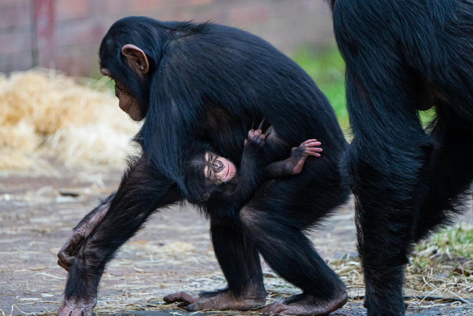 Older sister, Stevie (Nicks), gives mum Zee Zee a helping hand with her new baby boy by carrying him around