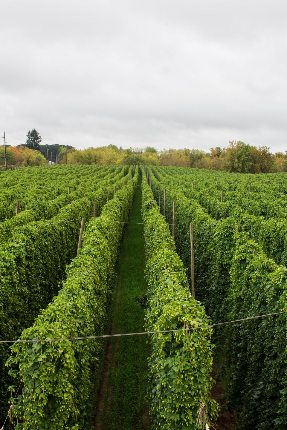 Crosby Hops of Woodburn, Oregon, is donating any profits from hops sold to make Rock On lager to Sweet Relief Musicians Fund, a charity founded in 1993 to help musicians in need.