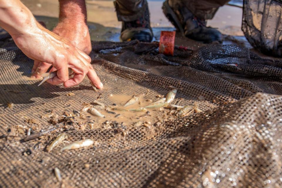 Keegan Epping checks a seine net for any live silvery minnows from a pool.