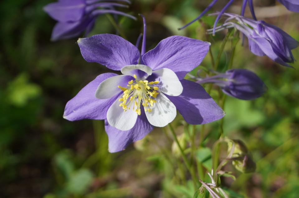 The Rocky Mountain columbine is the state wildflower of Colorado.