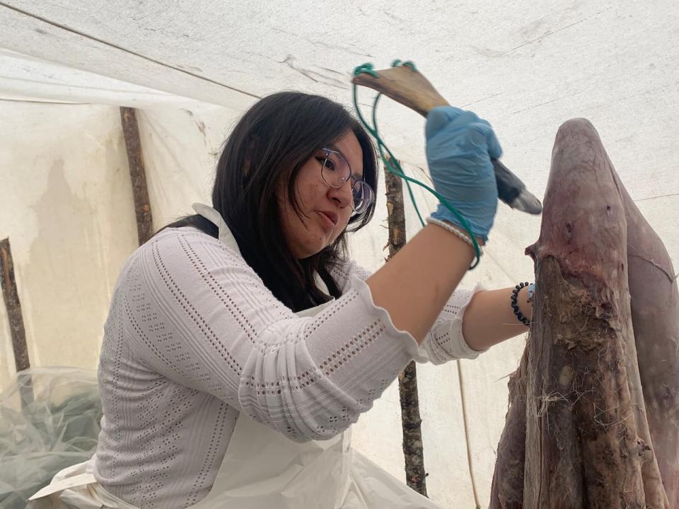 Grade 11 Helen Nuna works to remove the meat from the caribou skin in a tent outside Sheshatshiu Innu School. 