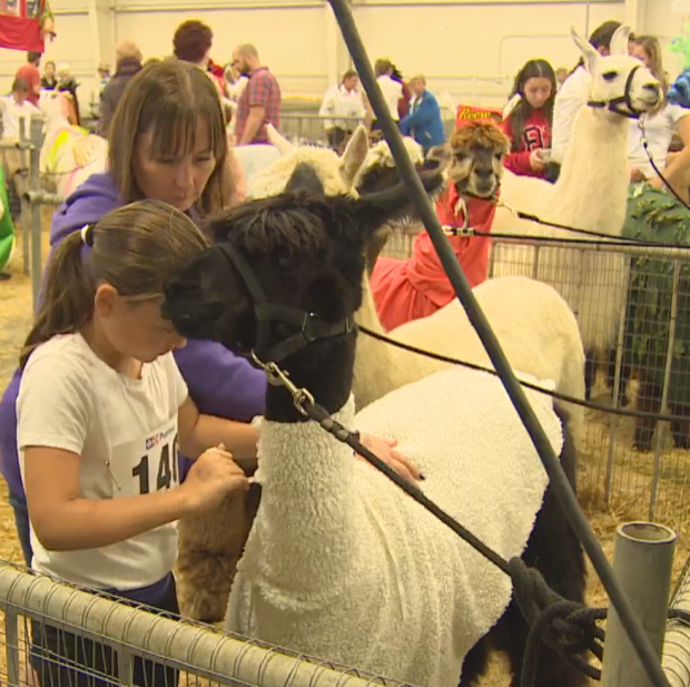 Llamas in costume compete for prize money at Norfolk County Fair