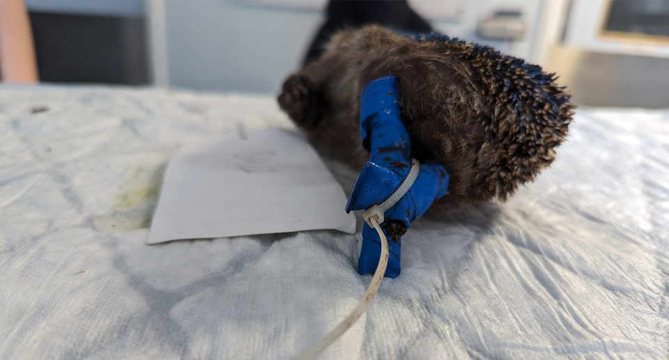 The hedgehog was found with its legs bound by electrical tape. Source: RSPCA