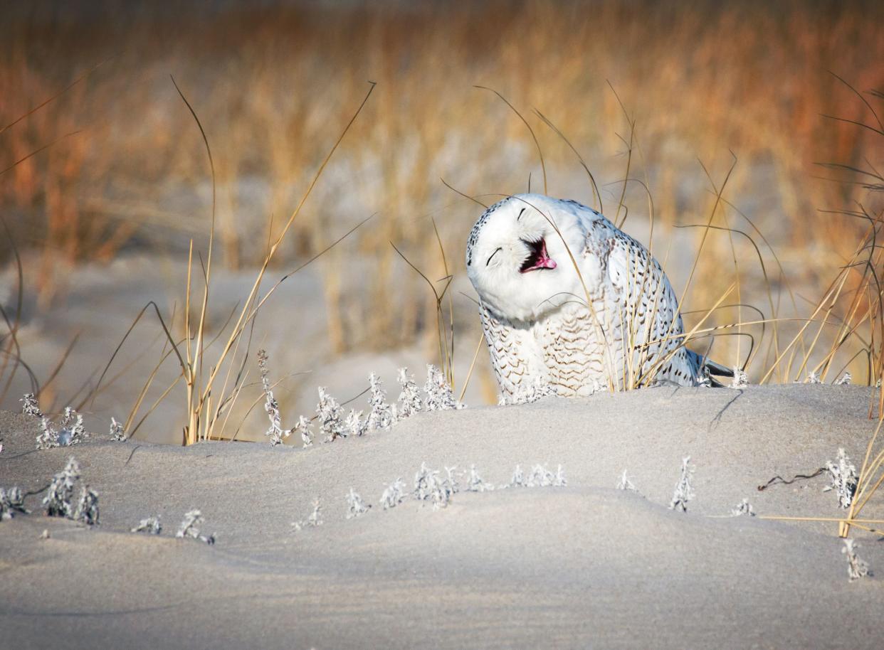 Snowy Owl