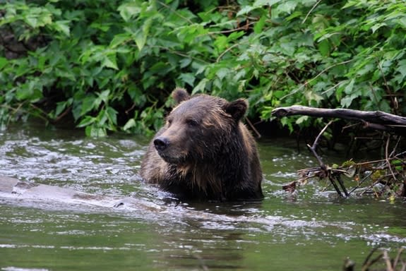 ABC Island brown bears actually came from a population of polar bears that mated with male brown bears over thousands of years, new research suggests.