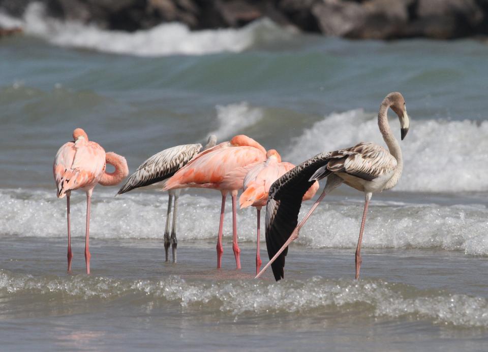 A juvenile American flamingo stretches a wing and a leg Friday afternoon at South Beach in Port Washington. The birds, which included three adults and two juveniles, provided the first documented sighting of the species in Wisconsin. The pink birds are adults and the gray birds are juveniles.