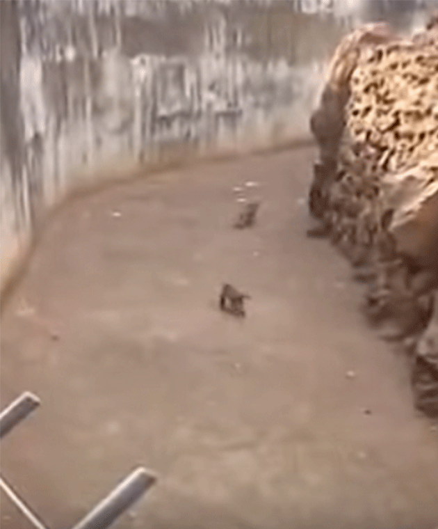 The macaque monkey runs to scoop the phone off the ground. Photo: YouTube