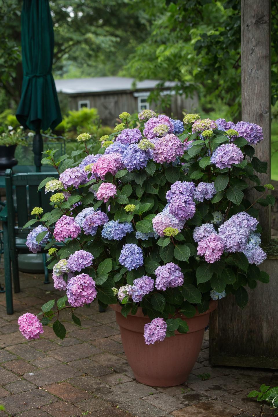 BloomStruck hydrangeas.