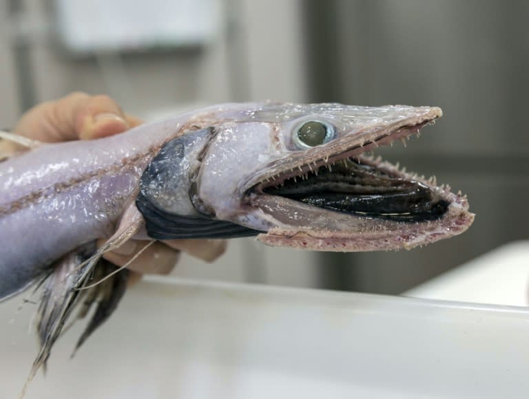 Other species unearthed during last year's voyage include lizard fish, an ambush predator from the deep ocean