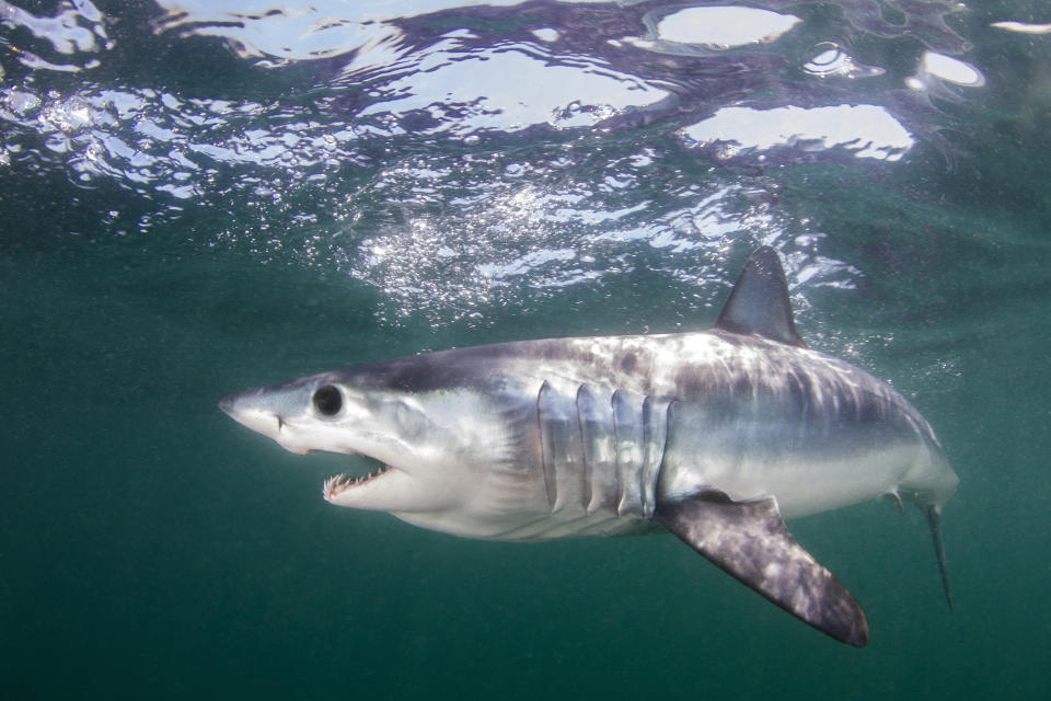 This undated photo made available by The Pew Charitable Trusts shows the mako shark swimming in the Atlantic Ocean off Rhode Island. Countries have agreed to protect more than a dozen shark species at risk of extinction, in a move aimed at conserving some of the ocean’s most awe-inspiring creatures who have themselves become prey to commercial fishing and the Chinese appetite for shark fin soup. Three proposals covering the international trade of 18 types of mako sharks, wedgefishes and guitarfishes each passed with a needed two-thirds majority in a committee of the World Wildlife Conference known as CITES on Sunday Aug. 25, 2019. (Matthew D Potenski/The Pew Charitable Trusts via AP)