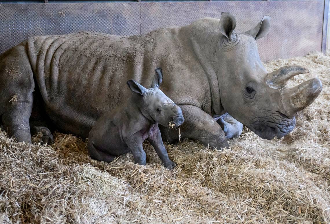White rhinos are near threatened on the African continent, and their numbers are declining, the zoo said. Anthony Devlin/Whipsnade Zoo