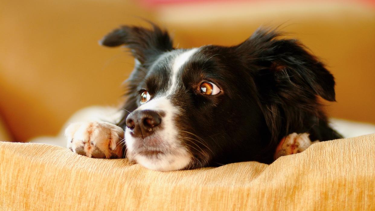  Close up of border collie dog looking sad on comfy chair in living room. 