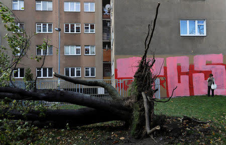 A woman takes a picture of a fallen tree uprooted by strong winds in Prague, Czech Republic October 29, 2017. REUTERS/David W Cerny