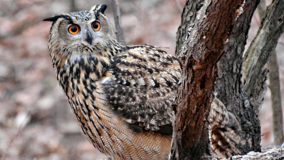 PHOTO: Flaco the owl, hatched and raised in captivity for 12 years, is pictured here living his life of freedom in Central Park after escaping from his vandalized enclosure on Feb. 2, 2023. (David Barrett)