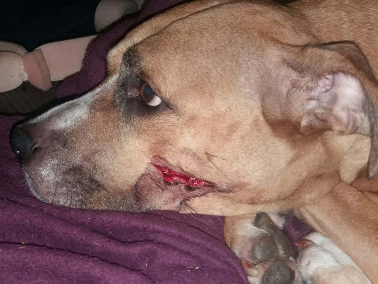 Robbers armed with machetes stole six newborn puppies and slashed the face of their mother when she tried to defend them, say police.The five-week-old Staffie crossbreeds were snatched by two thieves who followed a man into a flat in the Harpurhey area of Manchester on Saturday morning.Following an urgent police appeal the puppies were recovered from a property two miles away in Moston and reunited with their mother Zena.A 40-year-old man was arrested on suspicion of aggravated burglary and taken into custody for questioning.Greater Manchester Police said Zena was “over the moon” at the return of her puppies.“The puppies are all safe and well, and have been reunited with their mother, Zena, who was absolutely delighted to see them,” said Detective Constable Nick Kershaw.“It has been a huge effort from the team to reunite the puppies with their mother before the worst happened, however our investigation is not finished there and we are keen to speak with anyone who can help us.”Police said the thieves were described as tall black men of skinny build, aged in their twenties and wearing dark clothing with the hoods up. One was wearing a grey and black camouflage covering over his face.After gaining entry to the flat on Fernclough Road at around 9.30am, they attacked a man inside and left him on the floor with defensive wounds to his hands and forearms.The thieves then ransacked the property for cash, keys and a phone before shoving the litter of five-week-old puppies into carrier bags.When their mother Zena tried to intervene, one of the attackers hit her with a machete, causing a deep cut to her head.DC Kershaw said: “This was an incredibly callous robbery, where the offenders showed absolutely no regard for the safety of anyone, human or animal, who was present at the time.“They only had one thing on their mind, which was to take whatever they could.”During the original appeal detectives said they feared that the puppies could die without their mother.