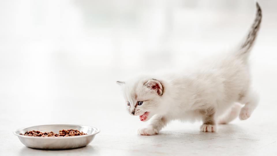 Kitten walking over to food bowl eagerly