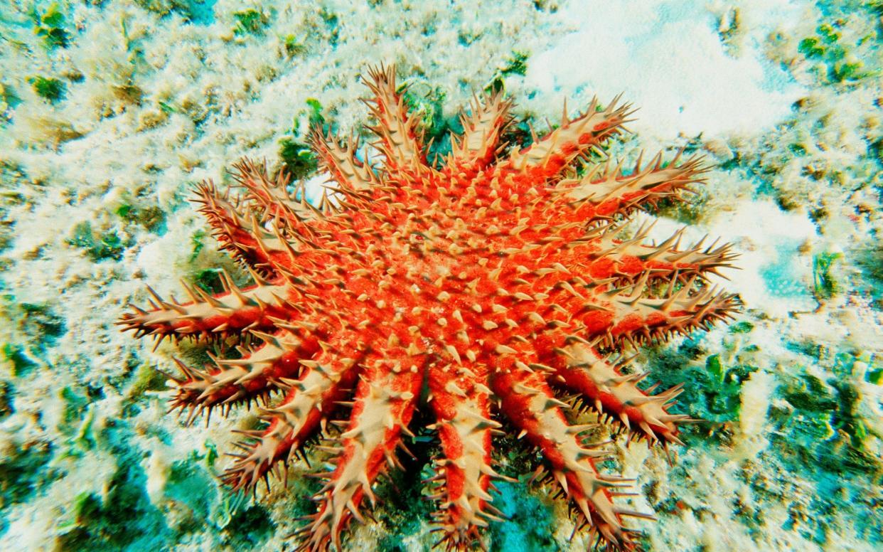Crown-of-thorns starfish has been blamed for destroying large swathes of the reef - Alamy Pay