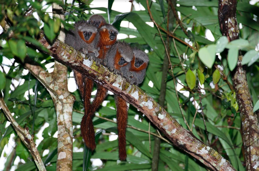 <em>Zogue Zogue Rabo de Fogo monkeys were among the new species discovered (WWF)</em>