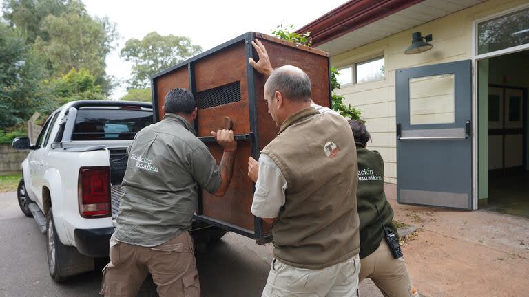 Transporte del aguará guazú hacia el lugar de la liberación