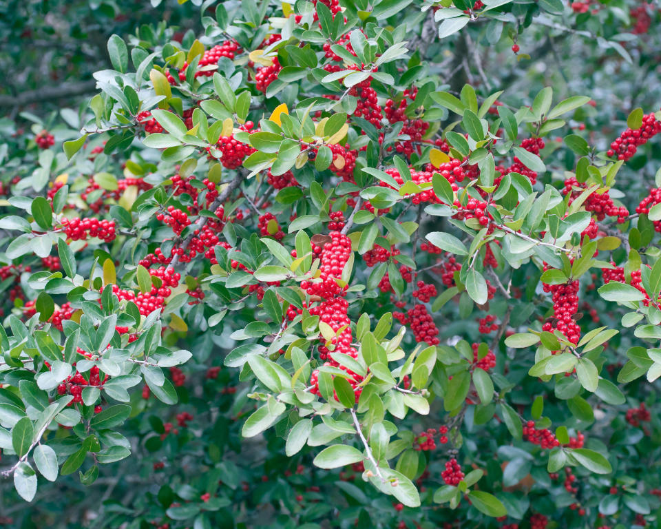 10. Yaupon holly (Ilex vomitoria)