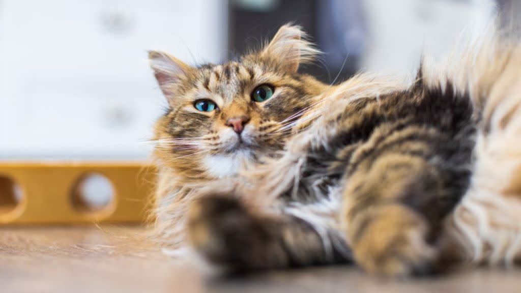 Long-haired brown tabby cat, similar to the social media-famous cat recently banned from Boots store in Didcot, Oxfordshire, UK, lies on the hardwood floor.