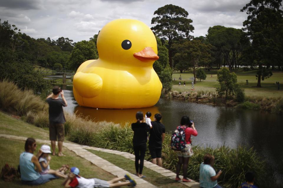 The giant inflatable Rubber Duck installation by Dutch artist Florentijn Hofman floats on the Parramatta River, as part of the 2014 Sydney Festival