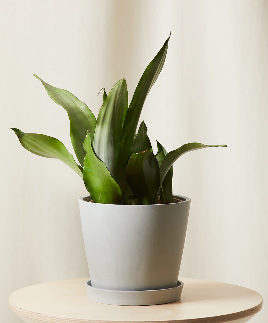 9) Sansevieria Moonshine