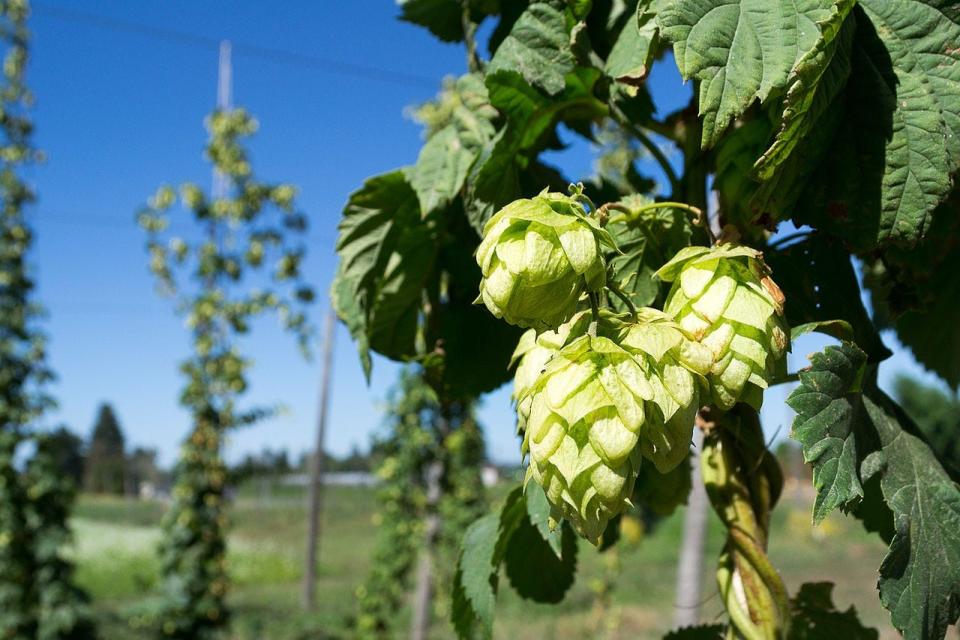 Work being done on hops is largely focused on improving the genetics of plant material to provide varieties more suitable for Florida’s climate and growing conditions.
