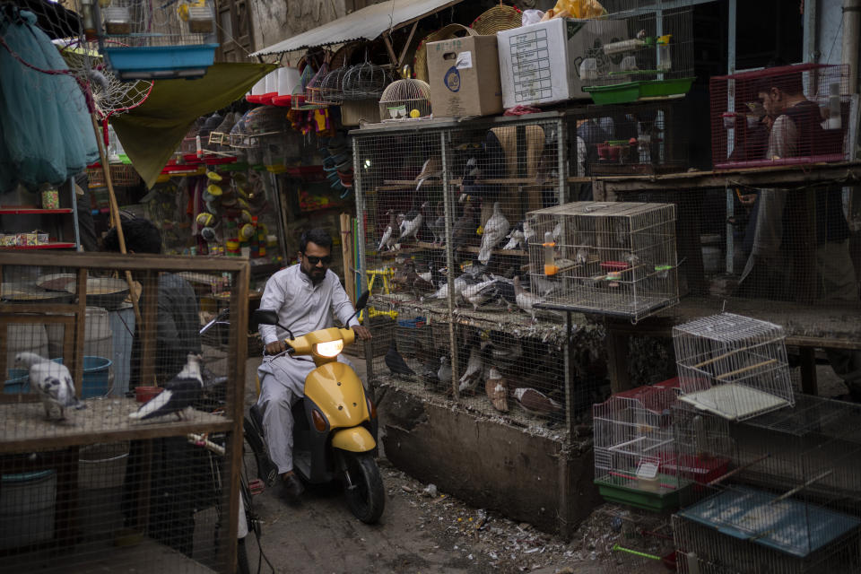 An Afghan man rides a scooter between bird cages in Kabul's Old City, Afghanistan, Tuesday, Sept. 14, 2021. The United Nations drummed up more than $1.2 billion in emergency pledges Monday for helping 11 million Afghans facing an escalating humanitarian crisis in their homeland and millions more elsewhere in the region as the U.N. human rights chief voiced concerns about the Taliban's first steps in establishing power in the beleaguered and impoverished country. (AP Photo/Bernat Armangue)