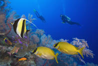 Wer jedoch mehr ein Händchen für die wilde Natur und die Tiere darin hat, der sollte sich überlegen, das Great Barrier Reef zu seinem Arbeitsplatz zu machen. Mit einem Bachelor in Meeresbiologie, Sinn für Naturschutz und Einfallsreichtum hat man gute Chancen auf den Job, der im Jahr rund 47.000 Euro bringt.