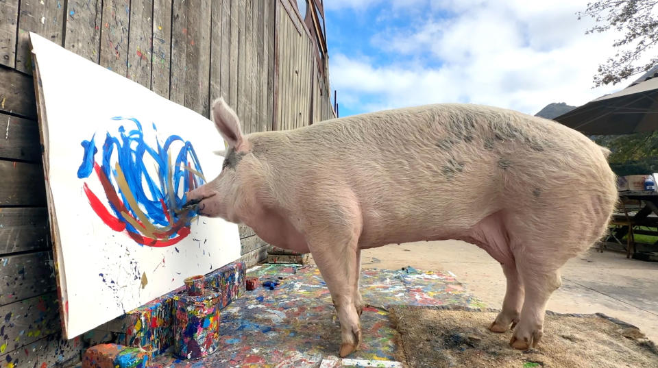 Ruhe bitte, die Künstlerin muss sich konzentrieren: Pigcasso am Werk. (Bild: Caters News)