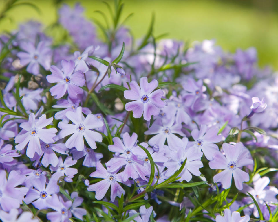 5. Phlox subulata