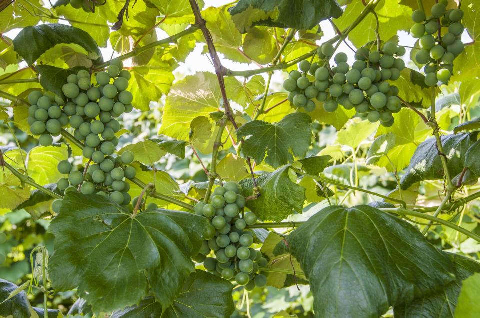 Spotted lanternflies would be attracted to the vineyards, orchards and hops farms in southwestern Michigan.