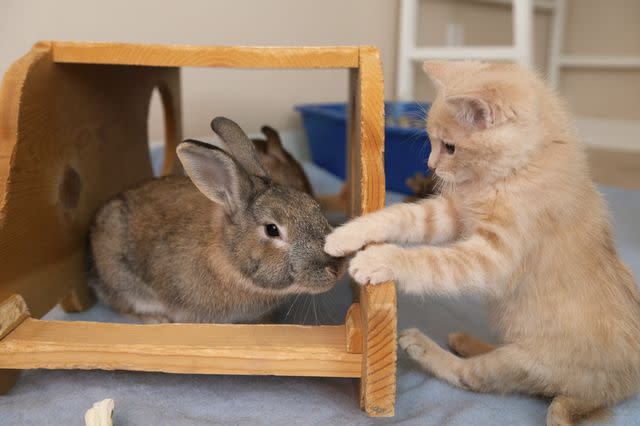 Molly Wald/Best Friends Animal Society