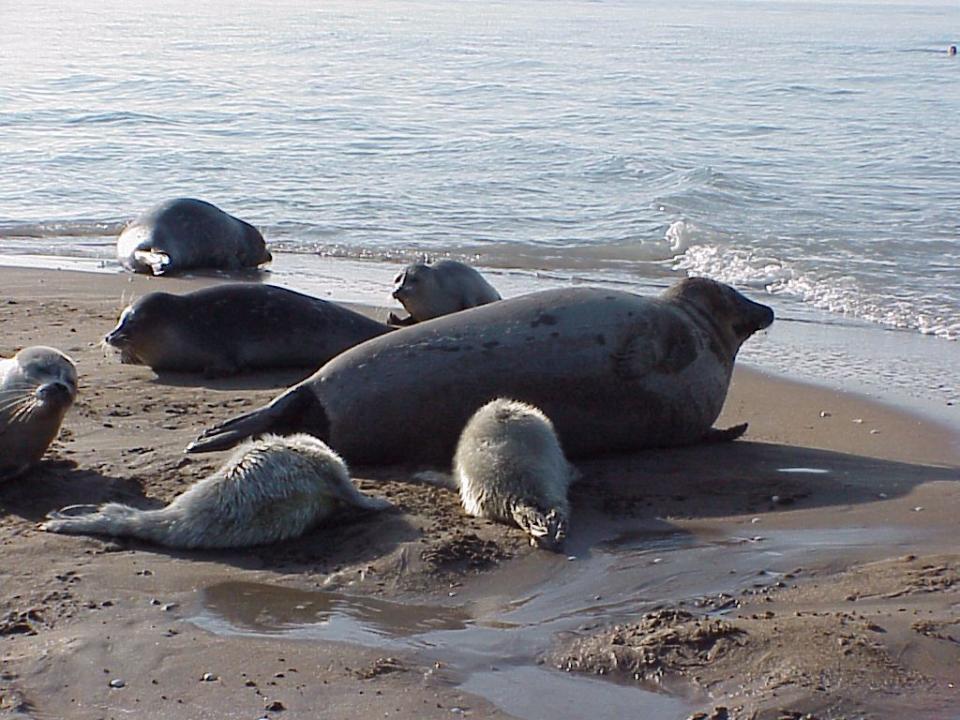 裡海海豹。   圖:裡海海豹保護計畫會