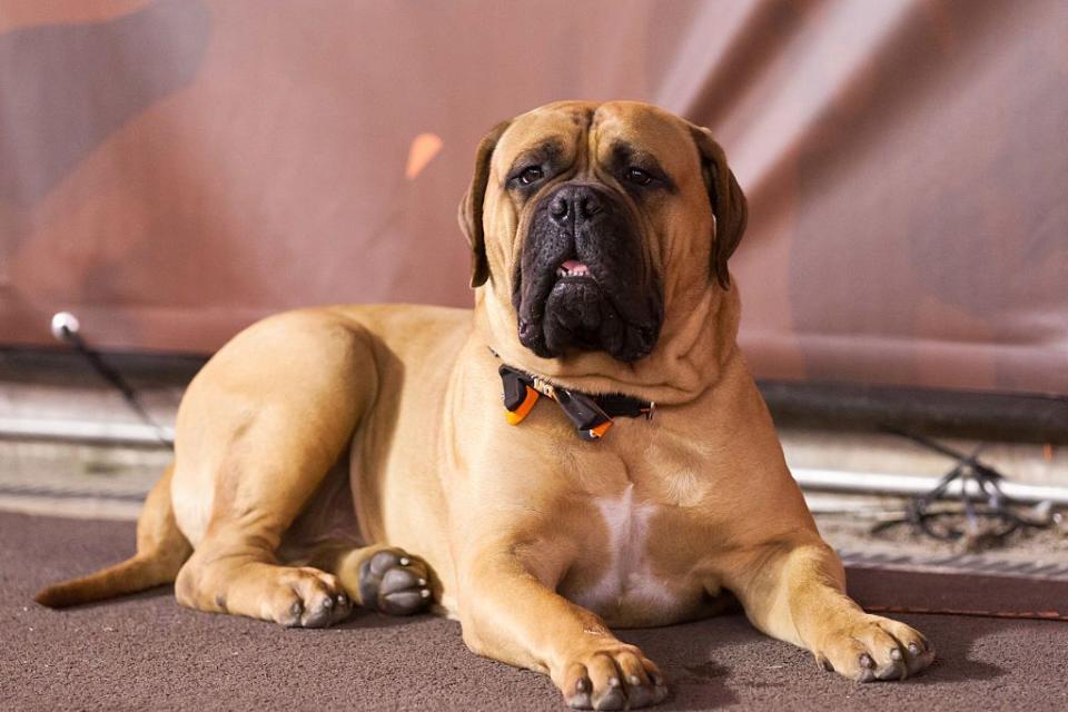 3) Bullmastiff