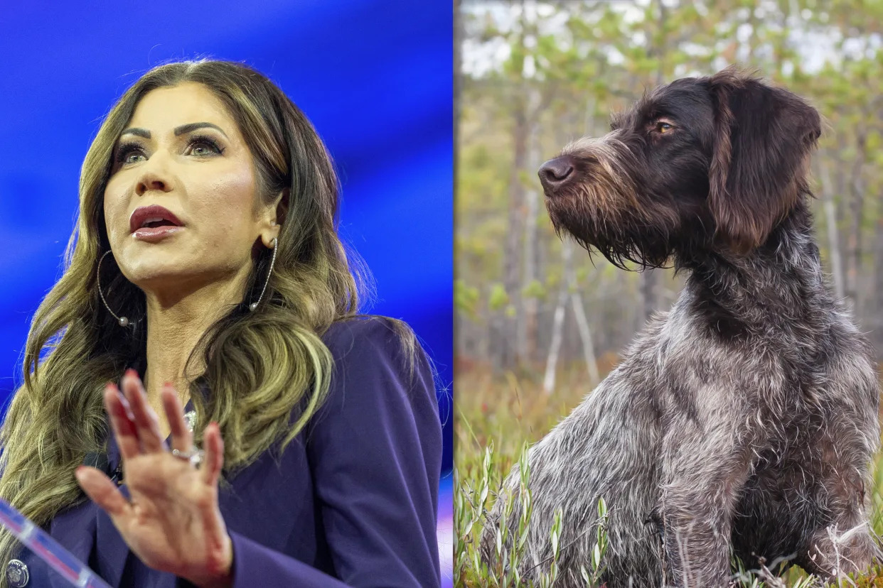 South Dakota Gov. Kristi Noem and a wirehaired pointer. (Photo illustration: Yahoo News; photos: Alex Brandon/AP, Getty Images)