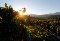 Workers harvest grapes at the La Motte wine farm in Franschoek near Cape Town, South Africa in this picture taken January 29, 2016. REUTERS/Mike Hutchings