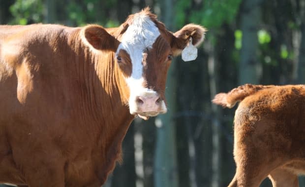 Cows are pictured during a cattle drive in southern Alberta in June 2021. Canada's cattle industry wants cell-cultivated proteins be included in Ottawa's current review of food safety laws.  