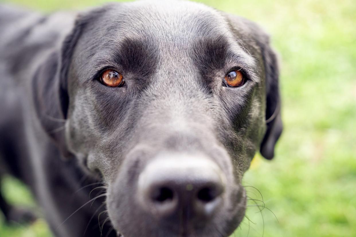 close up of a black dog with hge
