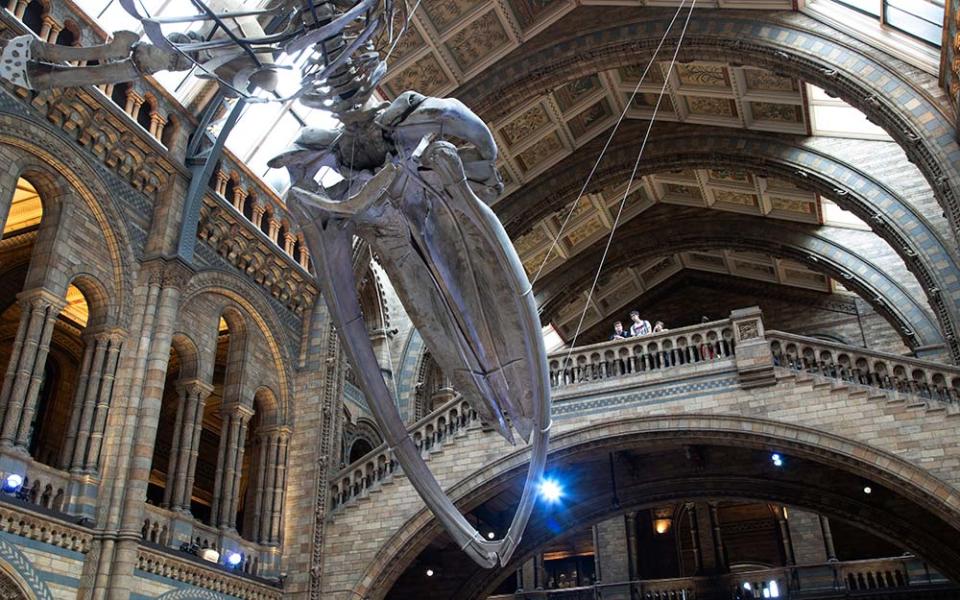 Natural History Museum, London