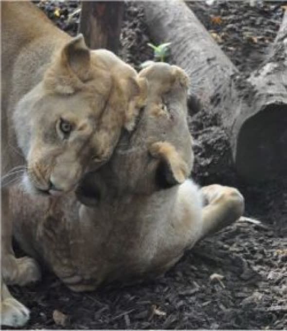 Two lions rescued from cruel circus finally heading for happiness