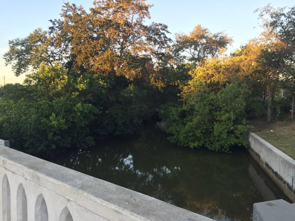 Alligator attacks woman who fell in St. Petersburg canal