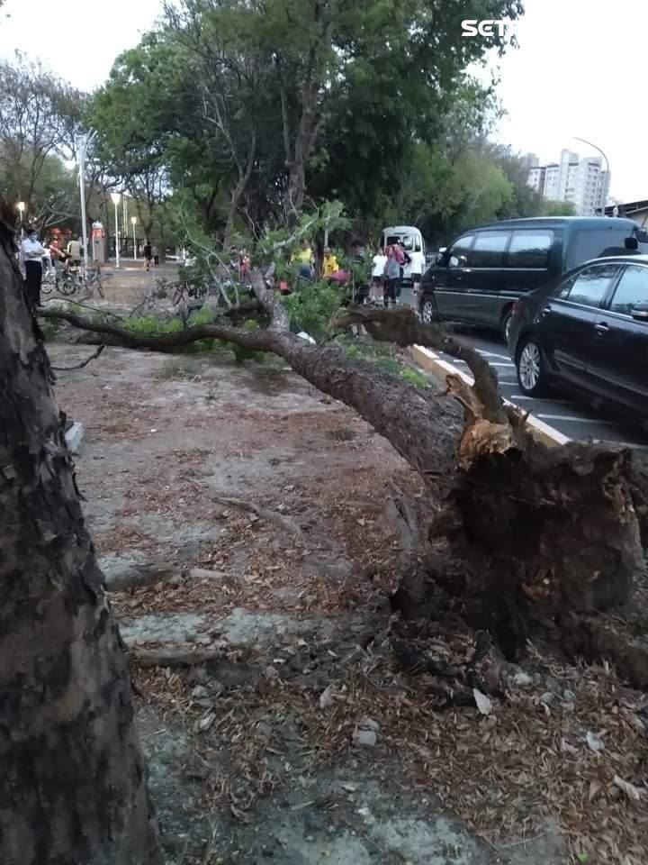 微笑公園路樹突然倒塌，砸中在公園聊天的2位阿嬤。（圖／菜公里長王振華提供）菜公里長王振華