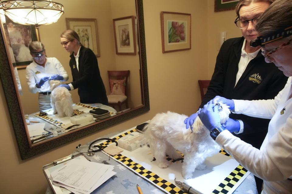 Dr. Amy Attas, right, and licensed veterinary technician Jeanine Lunz, right, examine Cody Healey, an 8 year old male Maltese, during a house call, Tuesday, April 23, 2024, in New York. (AP Photo/Mary Altaffer)