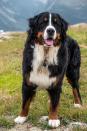 <p>If you live in a colder climate, the Bernese Mountain Dog will <em>love</em> your home. This beautiful breed thrives in chilly weather thanks to their thick, smooth coats. They're also a perfect match for families, because they're <a rel="nofollow noopener" href="https://www.womansday.com/life/pet-care/a54604/senior-dog-care/" target="_blank" data-ylk="slk:gentle with young children;elm:context_link;itc:0;sec:content-canvas" class="link ">gentle with young children</a> - so you won't have to worry about them getting rough with your youngest.</p>