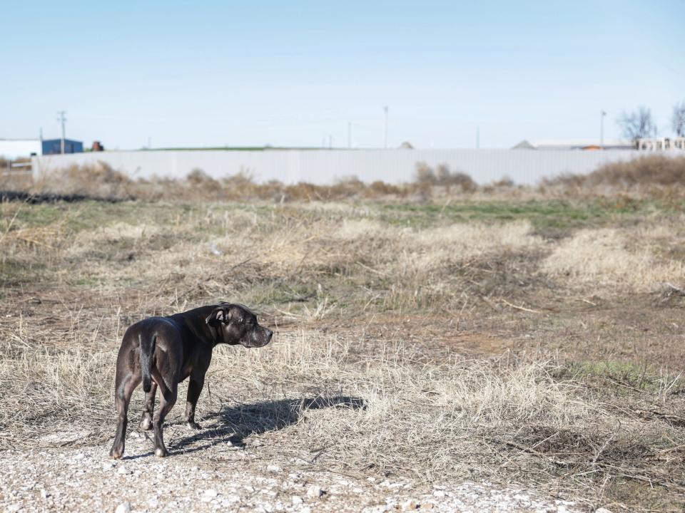 Abandoned dog on afar.