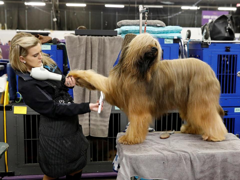 Jambo, a briard, gets a blow dry in 2018.