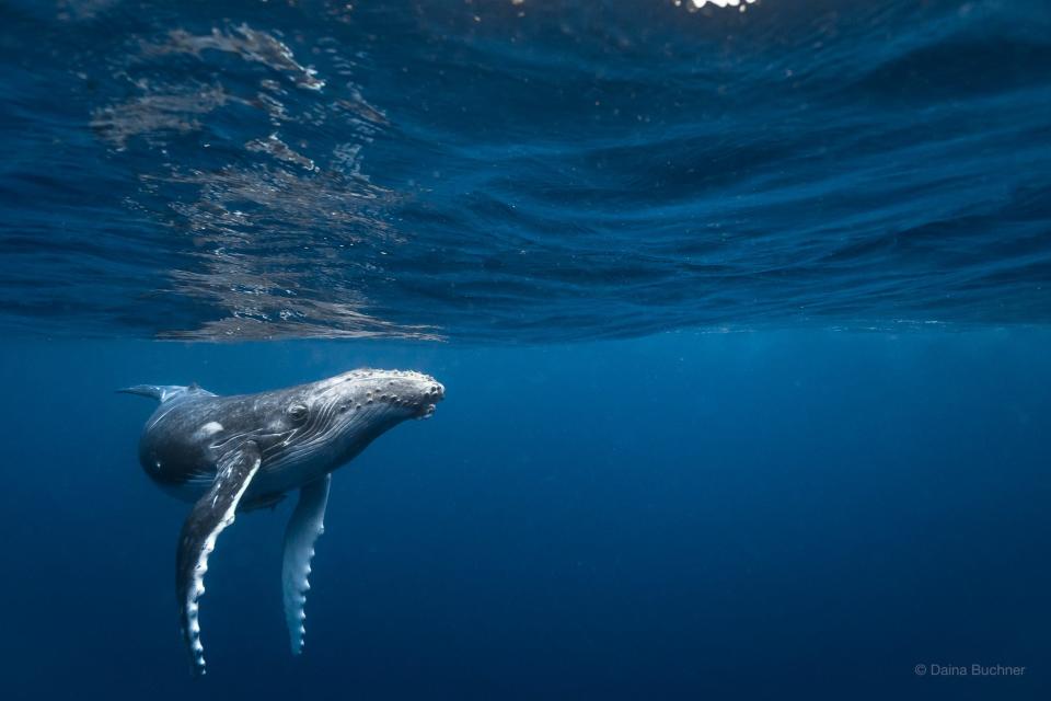 Daina Buchner's photo of whale
